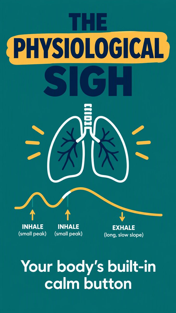 The Physiological Sigh: Two Inhales, One Long Exhale — Your Body's Built-In Calm Button