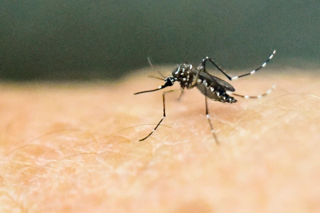 美國登革熱病例數上升 佛州報告首例死亡